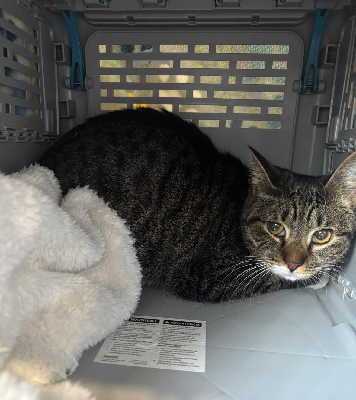 Giselle, an adoptable Domestic Short Hair in Statesboro, GA image 6/6