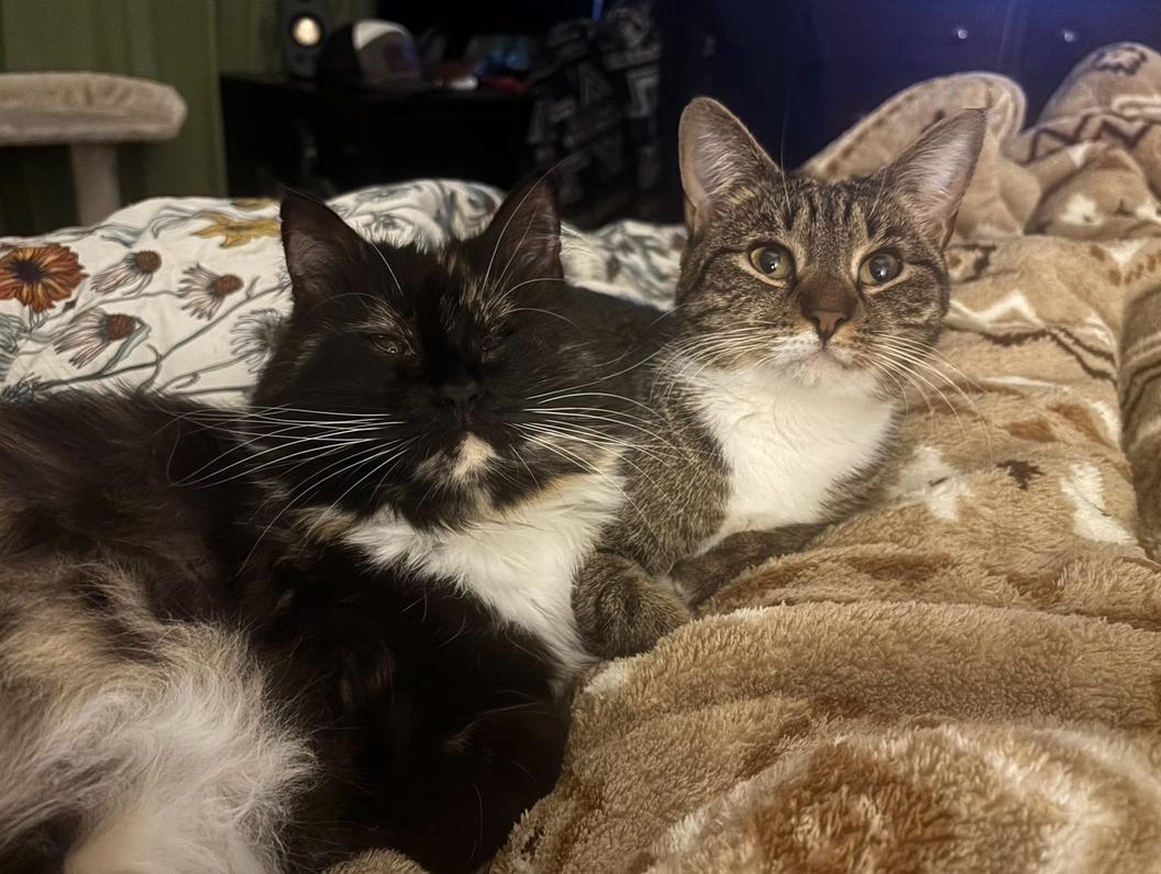 Giselle, an adoptable Domestic Short Hair in Statesboro, GA image 5/6