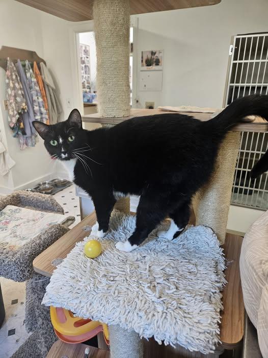 Enlarge Fergus, a ADOPTABLE Tuxedo in Quincy, CA image 1/1