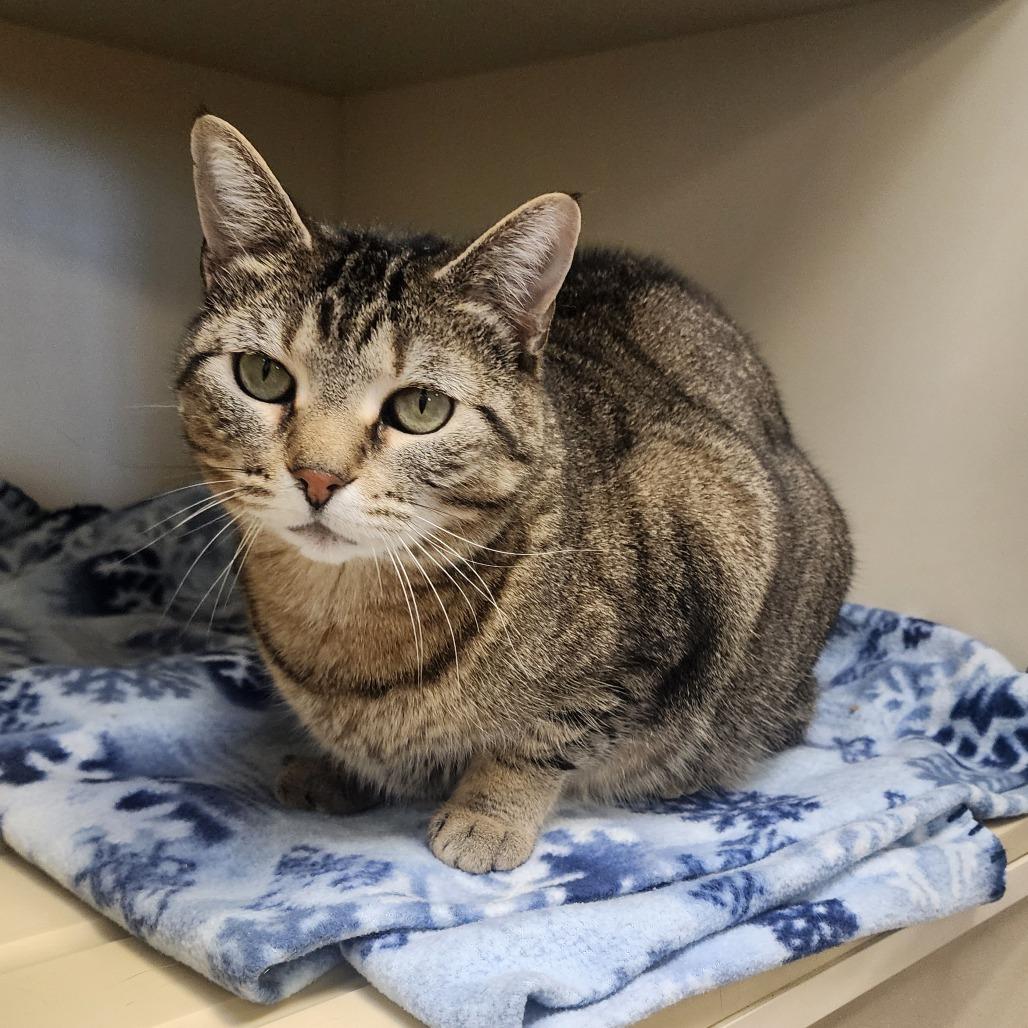 Buttercup, Adoptable, Adult Female Domestic Short Hair.