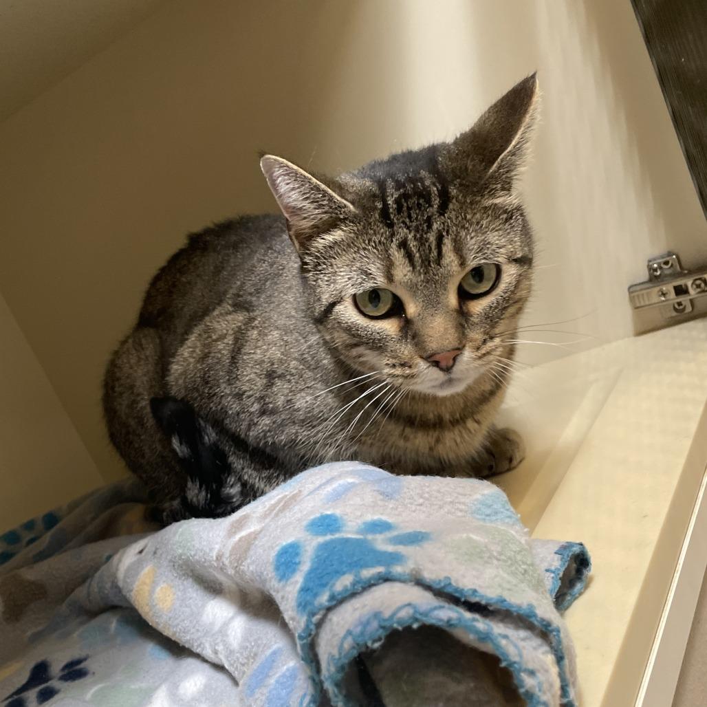 Enlarge Buttercup, a Adoptable Domestic Short Hair in Cody, WY image 2/2