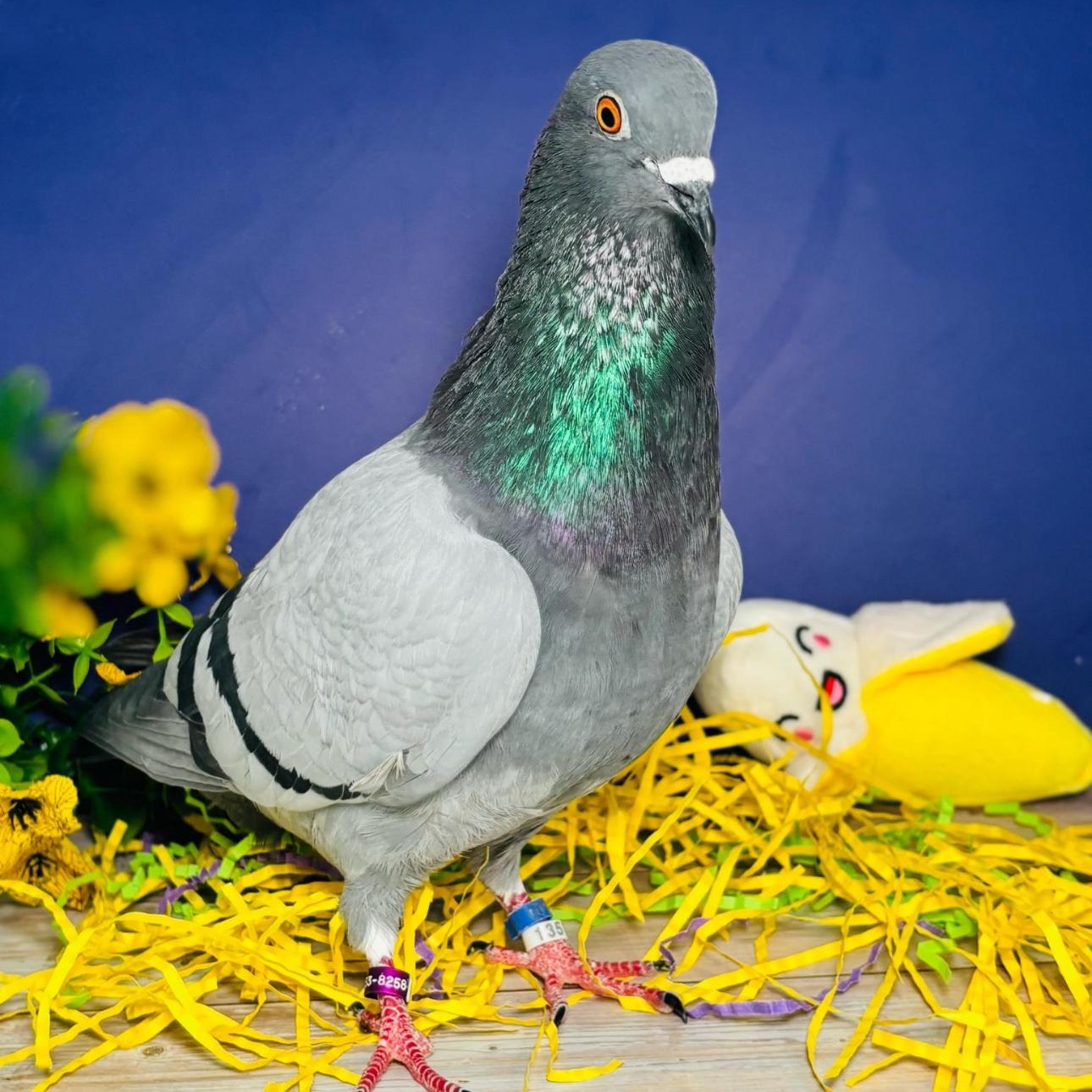 Enlarge Slick, an adoptable Pigeon in Chicago, IL image 2/6