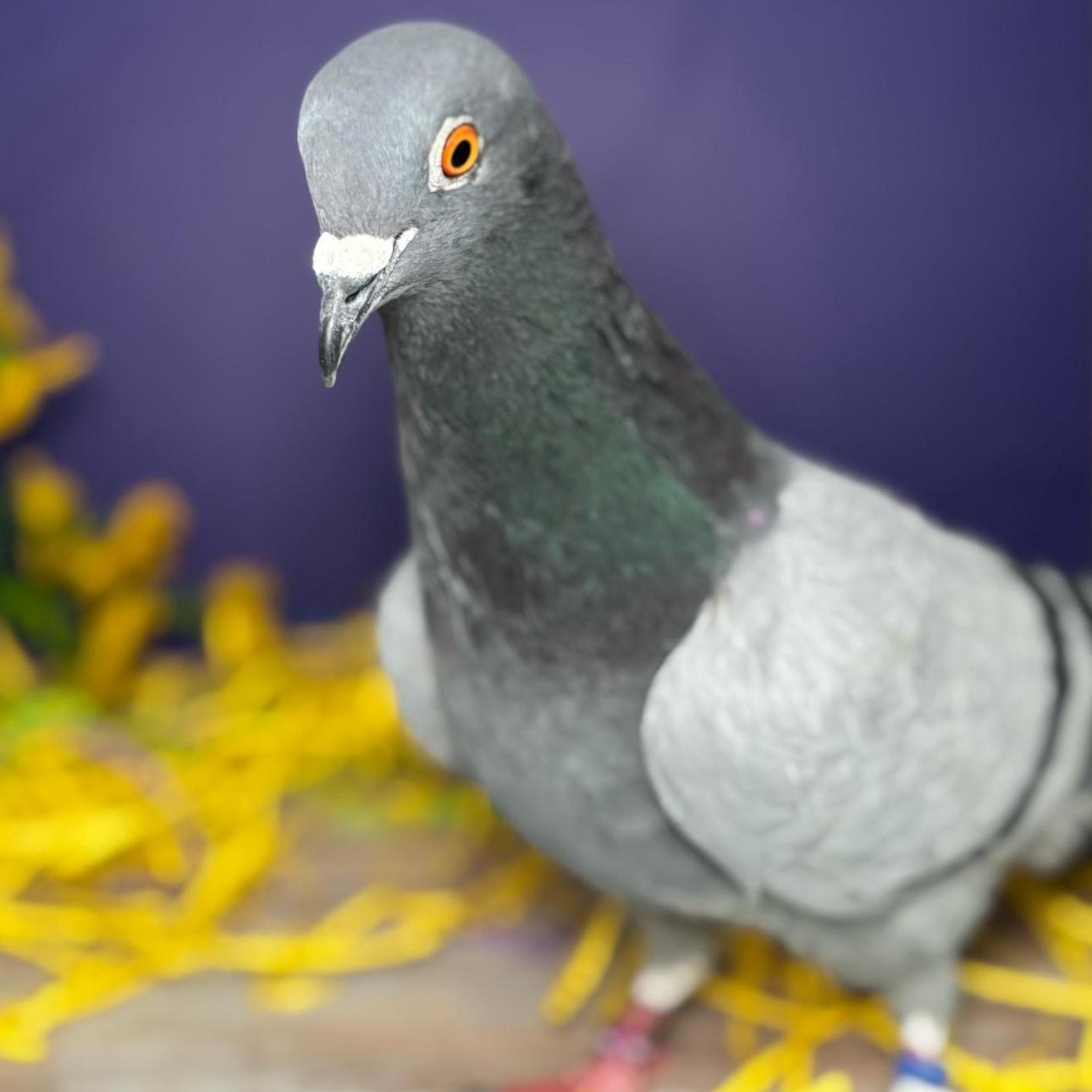 Enlarge Slick, an adoptable Pigeon in Chicago, IL image 3/6