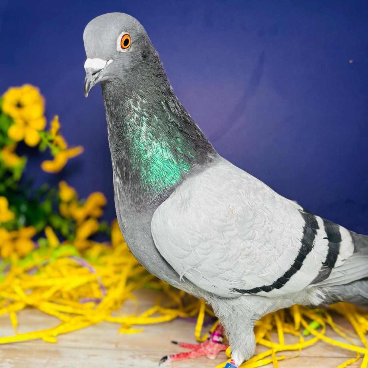 Enlarge Slick, an adoptable Pigeon in Chicago, IL image 1/6