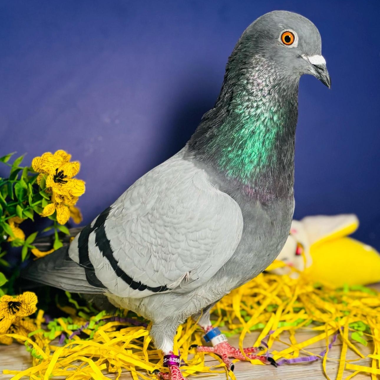 Enlarge Slick, an adoptable Pigeon in Chicago, IL image 4/6