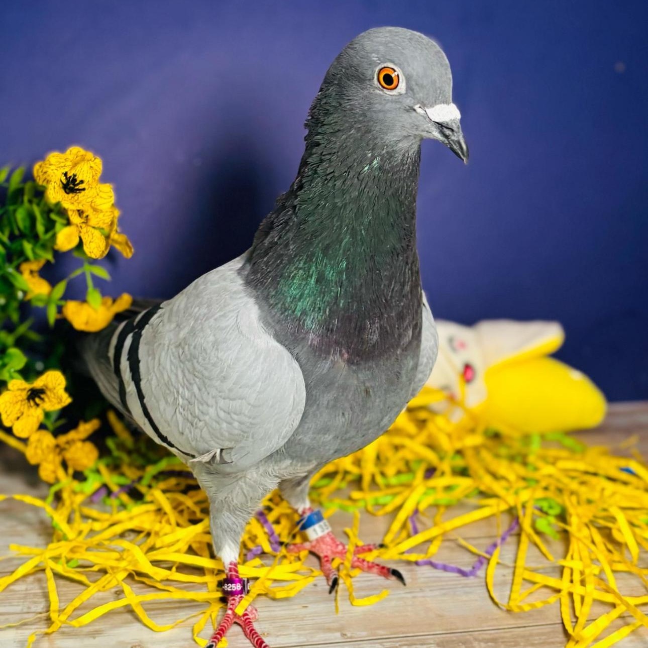 Enlarge Slick, an adoptable Pigeon in Chicago, IL image 5/6
