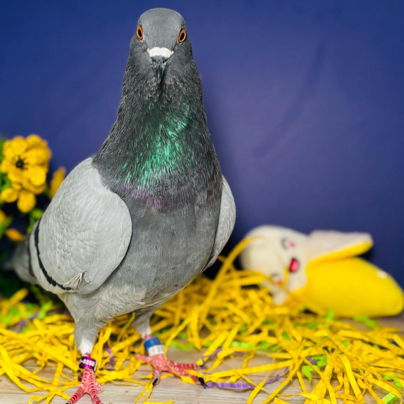 Enlarge Slick, an adoptable Pigeon in Chicago, IL image 6/6