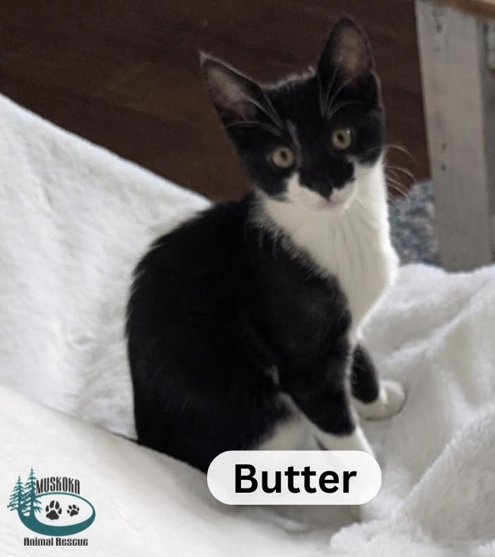 Butter!, an adopted Domestic Short Hair in Huntsville, ON image 1/2