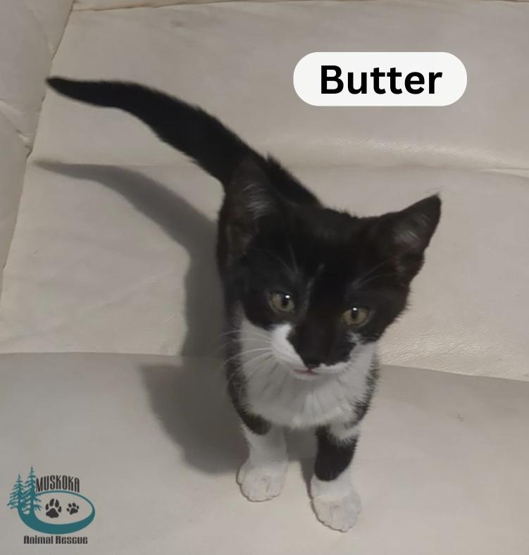 Butter!, an adopted Domestic Short Hair in Huntsville, ON image 2/2