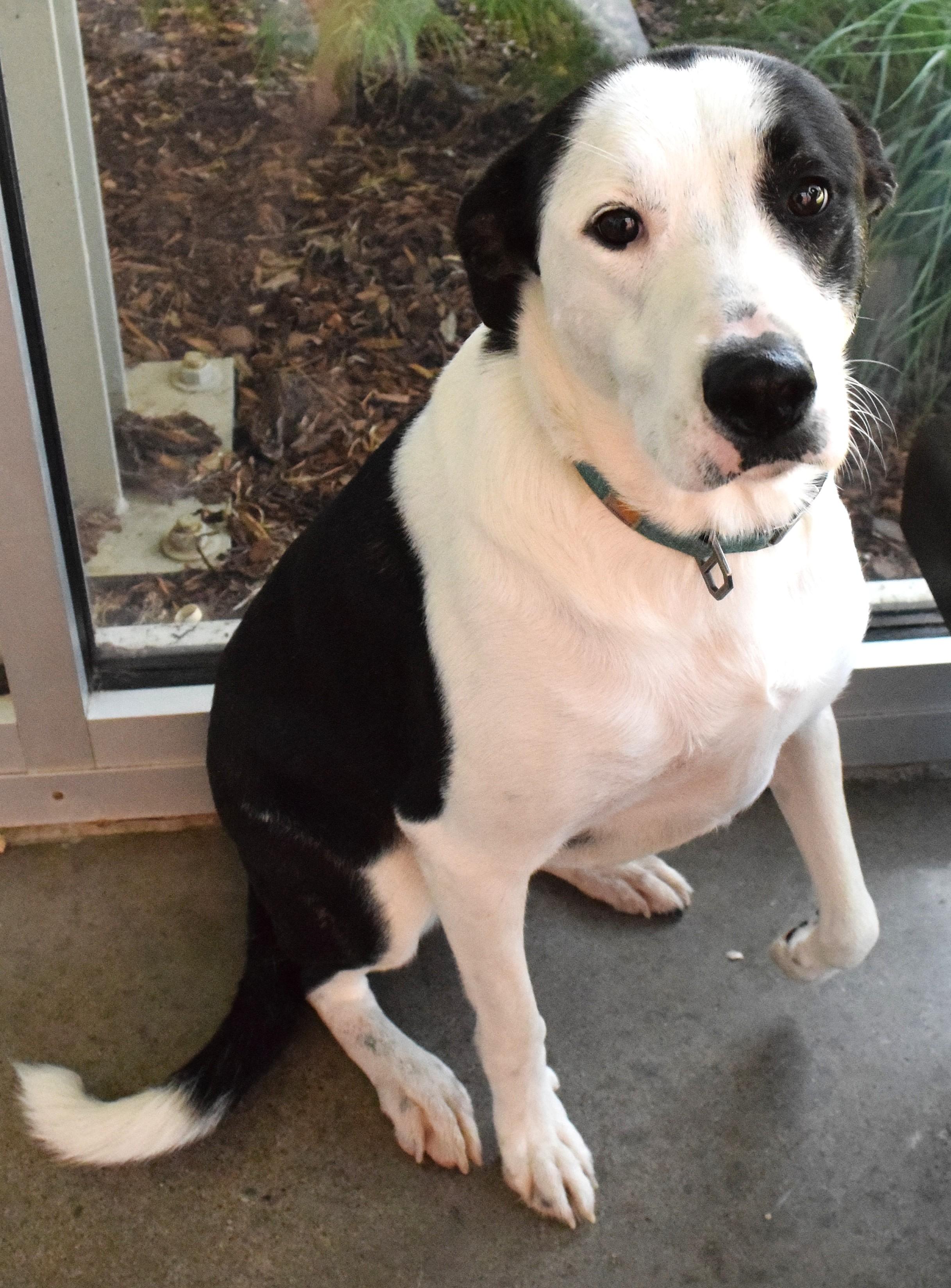 Enlarge 22494, a ADOPTABLE mixed breed in Broken Arrow, OK image 1/1