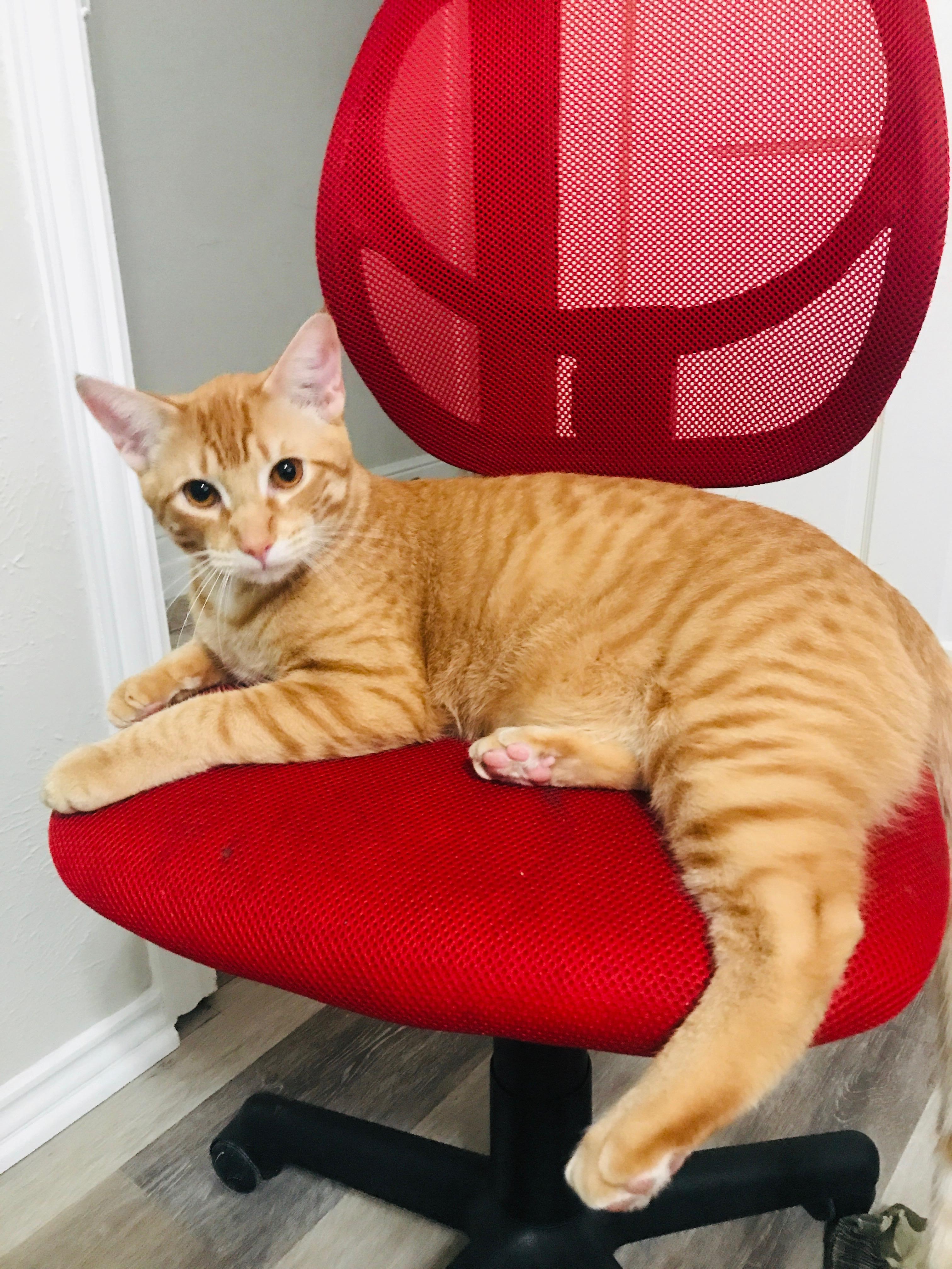 Enlarge Max (BiG!), a Adoptable Domestic Short Hair in Allen, TX image 2/5
