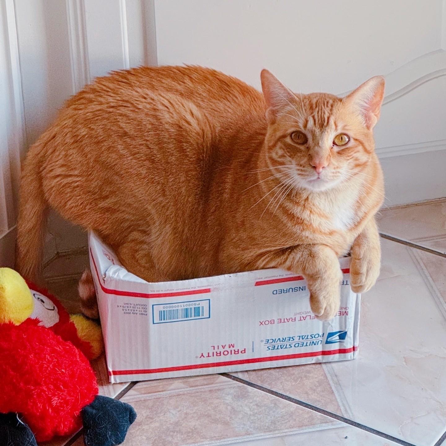 Enlarge Max (BiG!), a Adoptable Domestic Short Hair in Allen, TX image 1/5