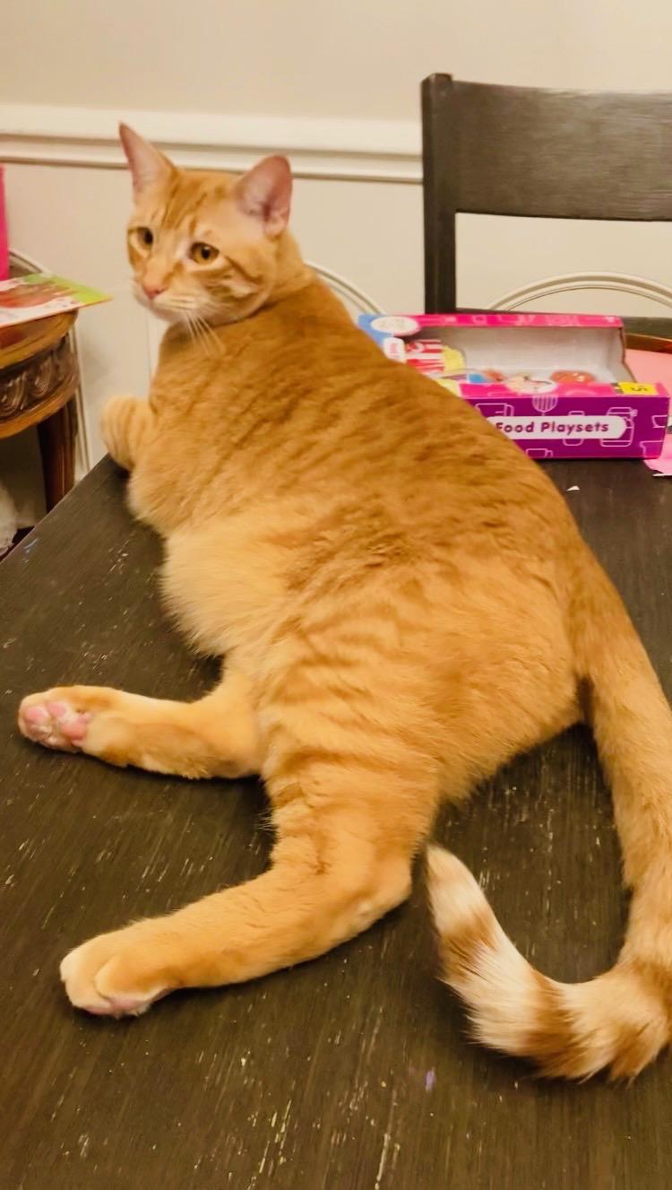 Enlarge Max (BiG!), a Adoptable Domestic Short Hair in Allen, TX image 4/5