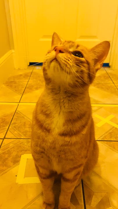 Enlarge Max (BiG!), a Adoptable Domestic Short Hair in Allen, TX video 3/5