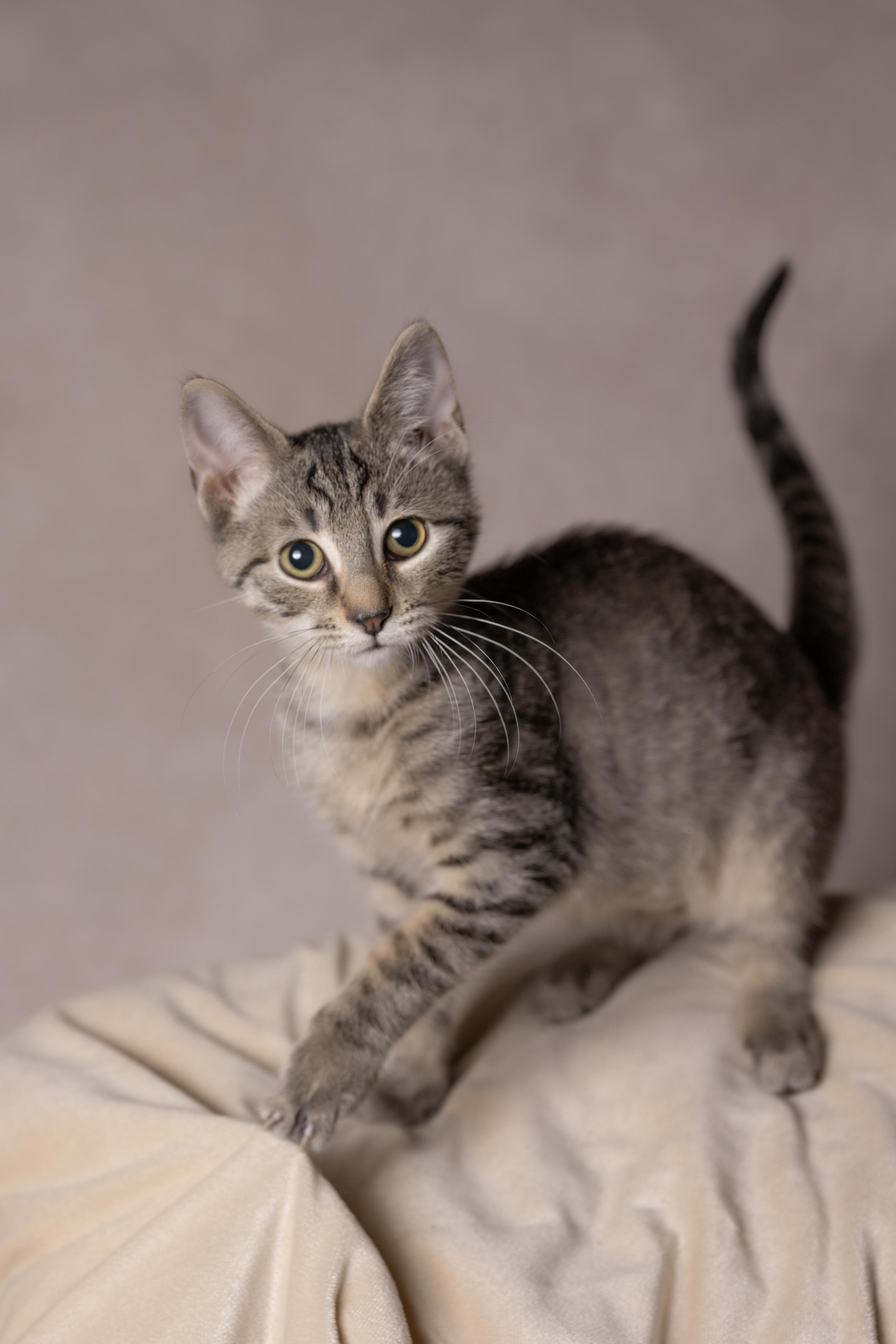 Wolfy, Adoptable, Young Male Domestic Short Hair.