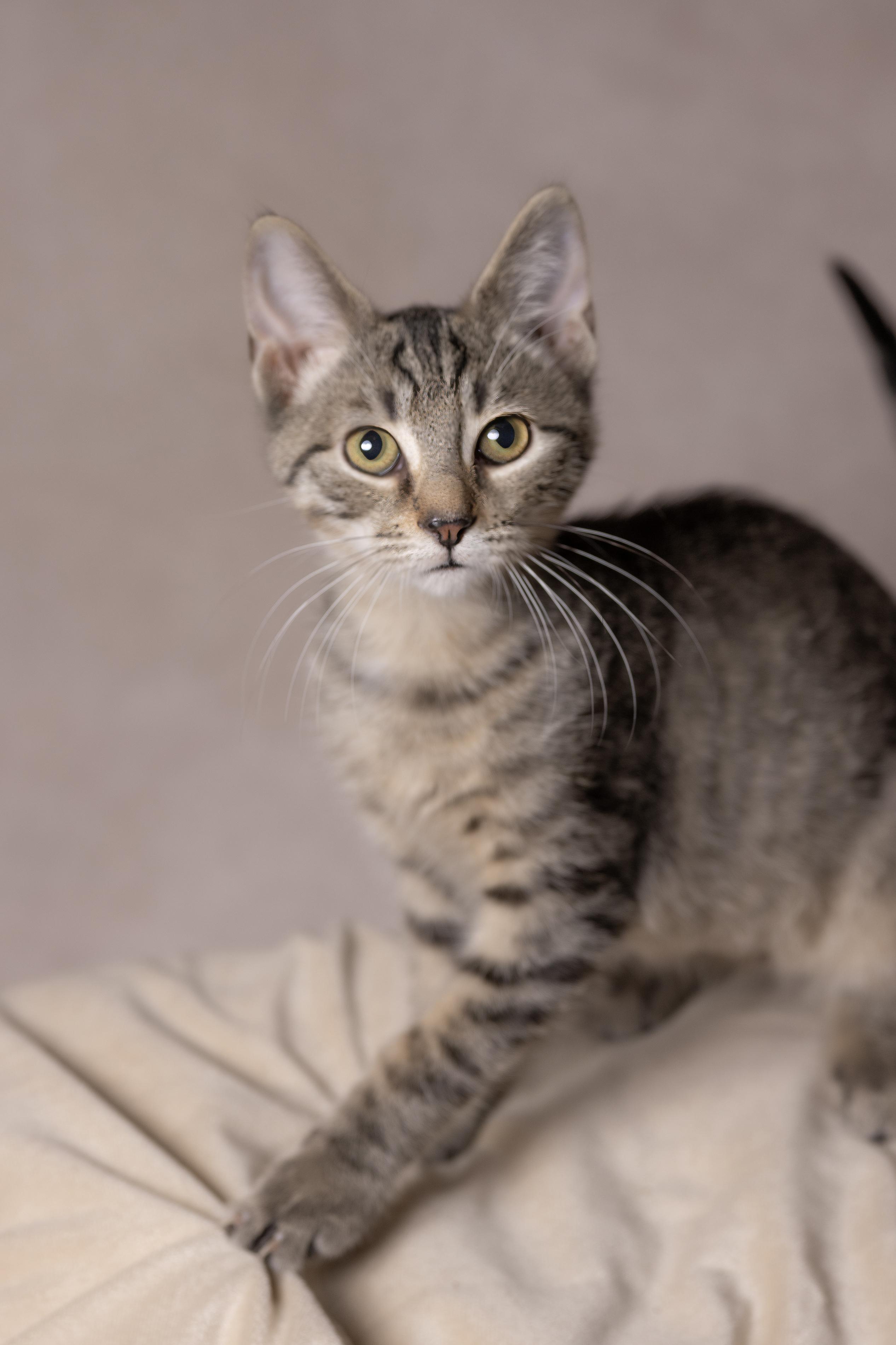 Enlarge Wolfy, a Adoptable Domestic Short Hair in Muncie, IN image 2/2