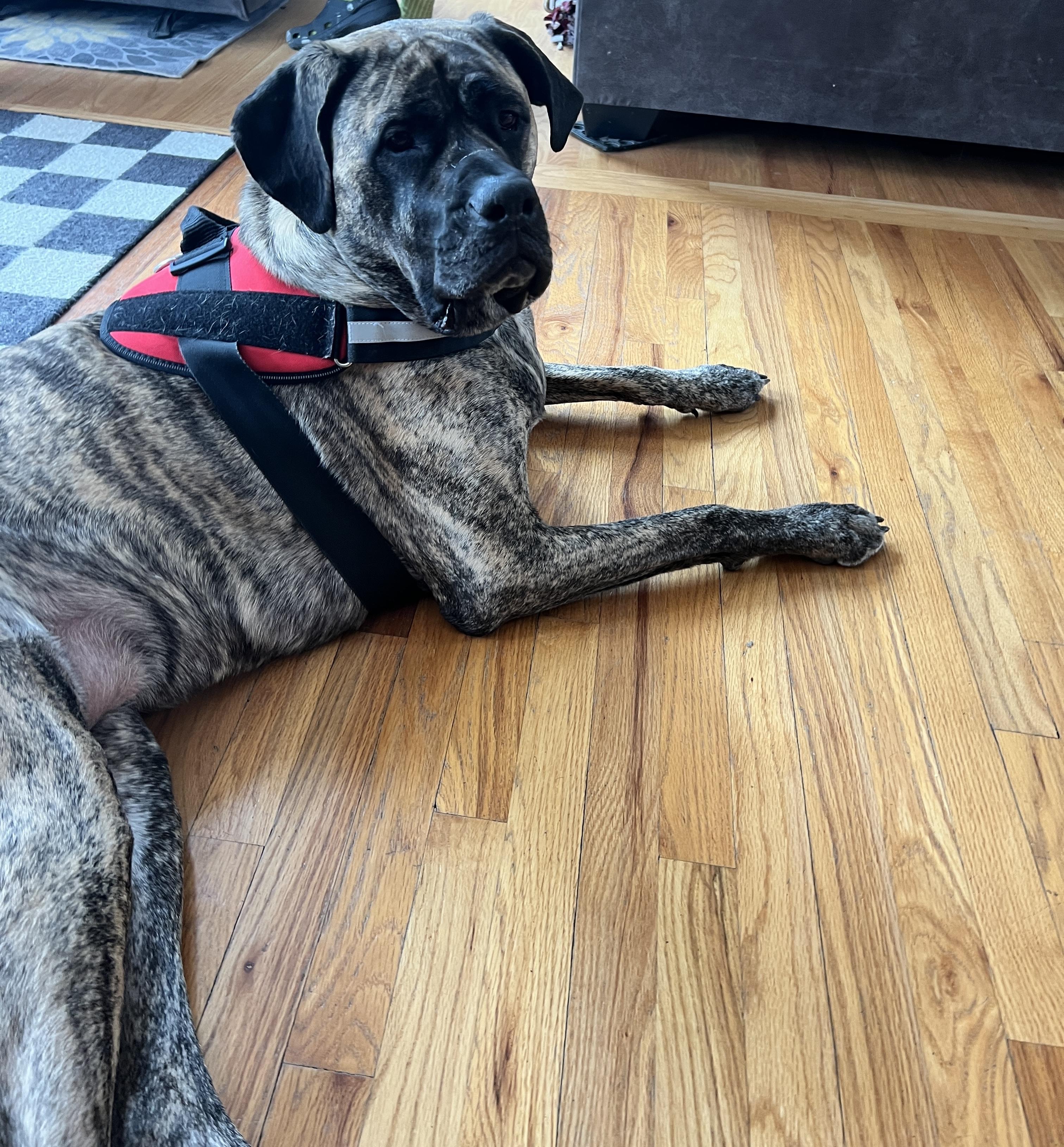 Enlarge Fiona , a ADOPTABLE Mastiff in Oswego, IL image 1/4