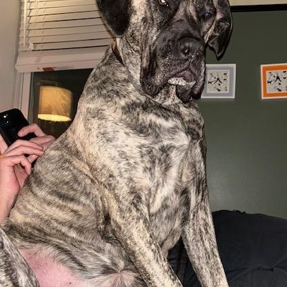 Enlarge Fiona , a ADOPTABLE Mastiff in Oswego, IL image 2/4
