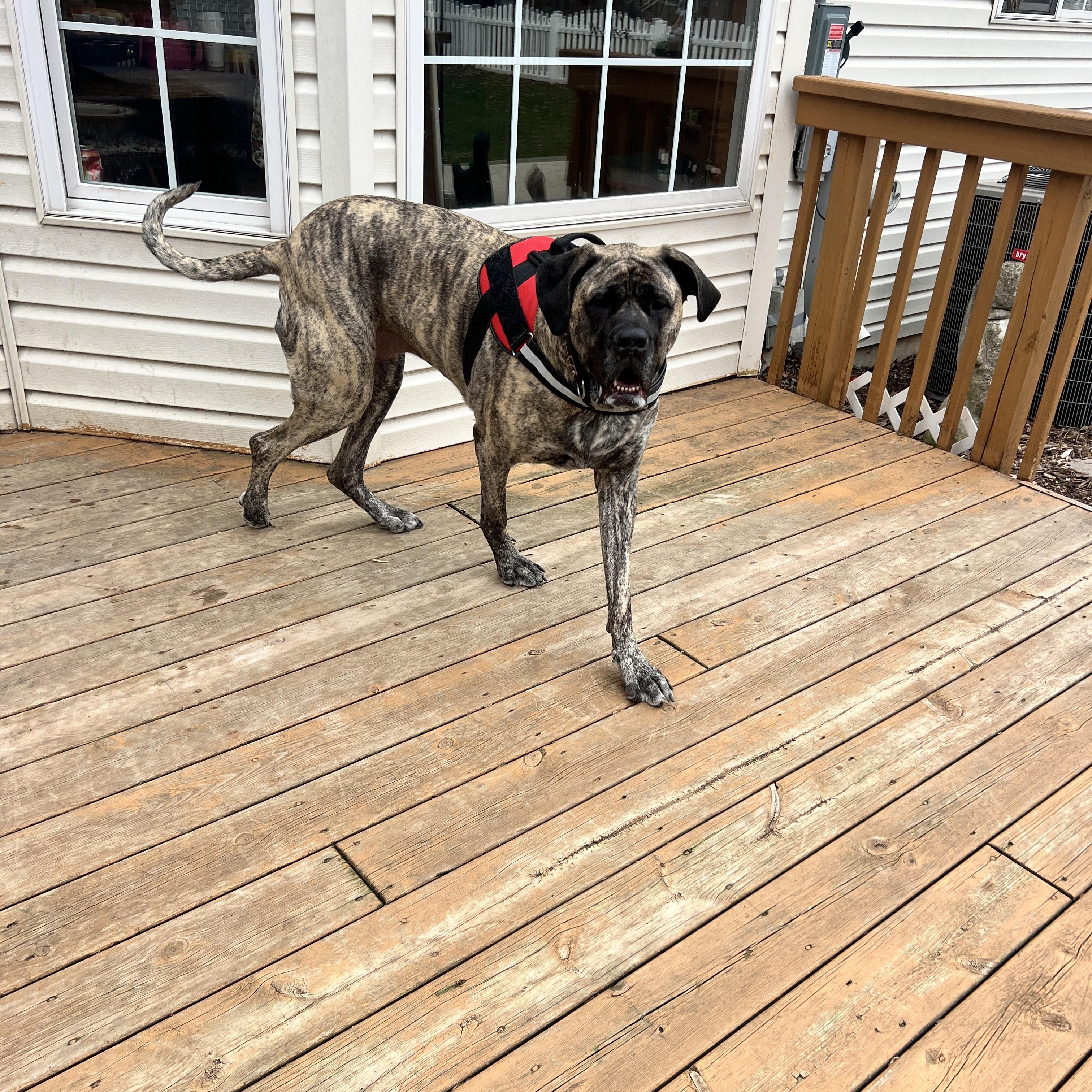 Enlarge Fiona , a ADOPTABLE Mastiff in Oswego, IL image 3/4