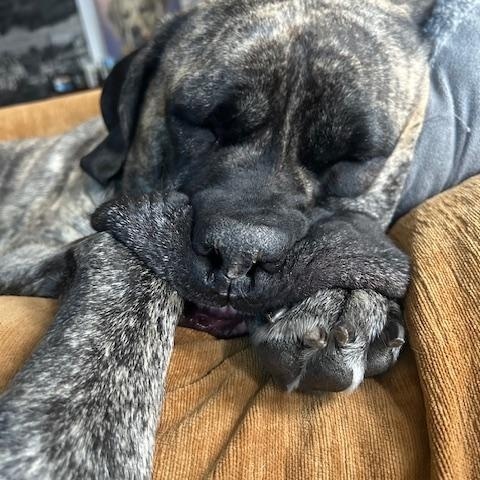 Enlarge Fiona , a ADOPTABLE Mastiff in Oswego, IL image 4/4