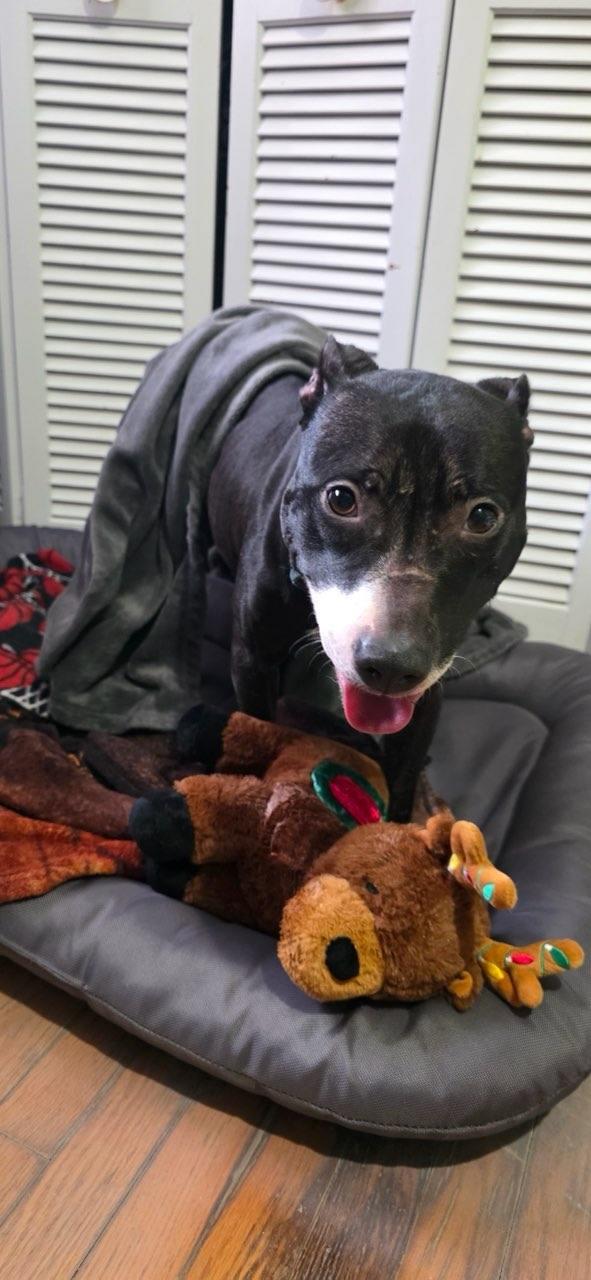 Enlarge Lucy, a Adoptable Pit Bull Terrier in Crete, IL image 1/3