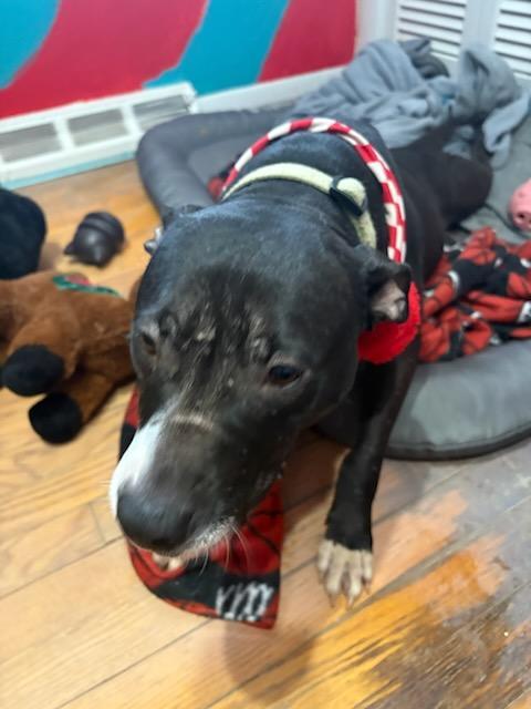 Enlarge Lucy, a Adoptable Pit Bull Terrier in Olympia Fields, IL image 1/3