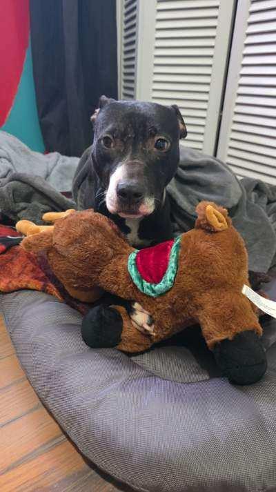 Enlarge Lucy, a Adoptable Pit Bull Terrier in Olympia Fields, IL image 3/3