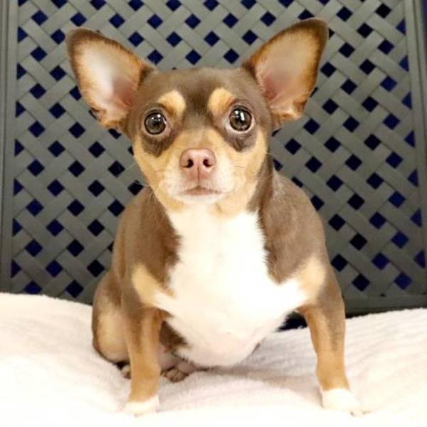 Twixie, Adoptable, Adult Female Chihuahua.