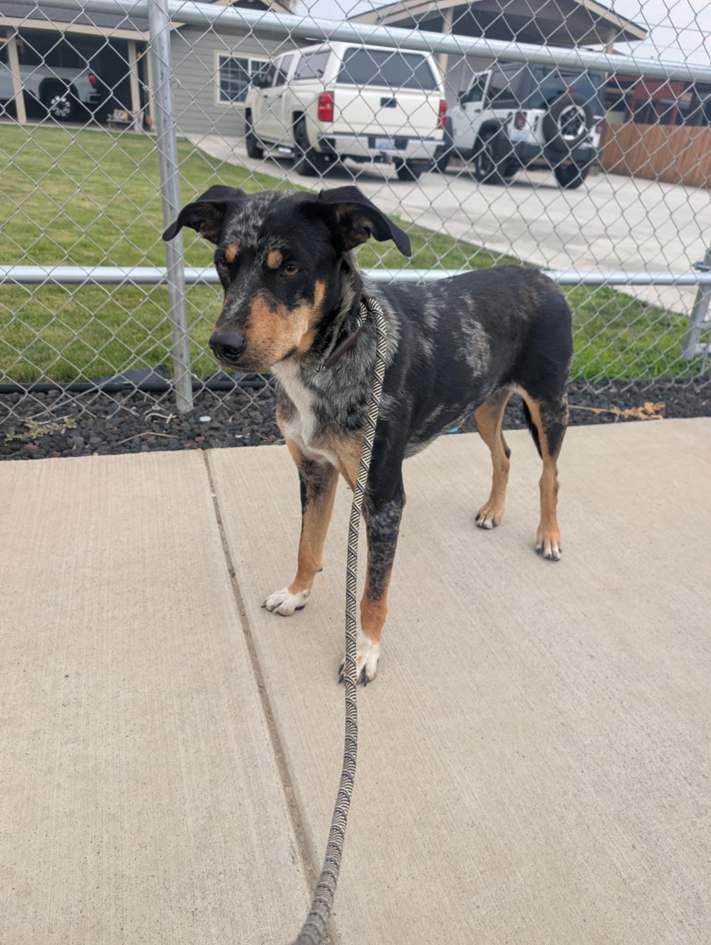 Callie, a Adoptable mixed breed in Selah, WA image 2/3