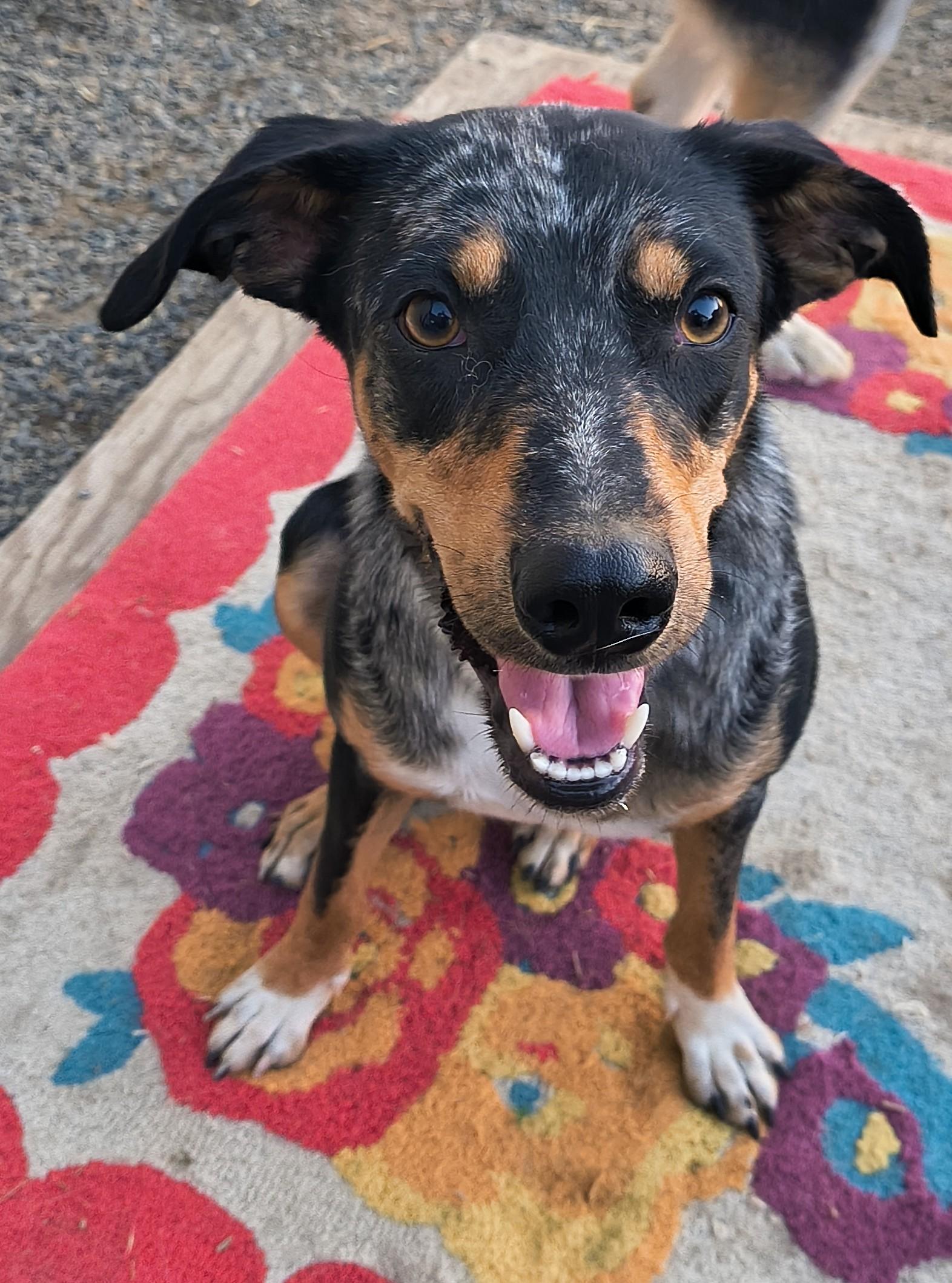 Callie, Adoptable, Adult Female Australian Cattle Dog / Blue Heeler & Catahoula Leopard Dog.