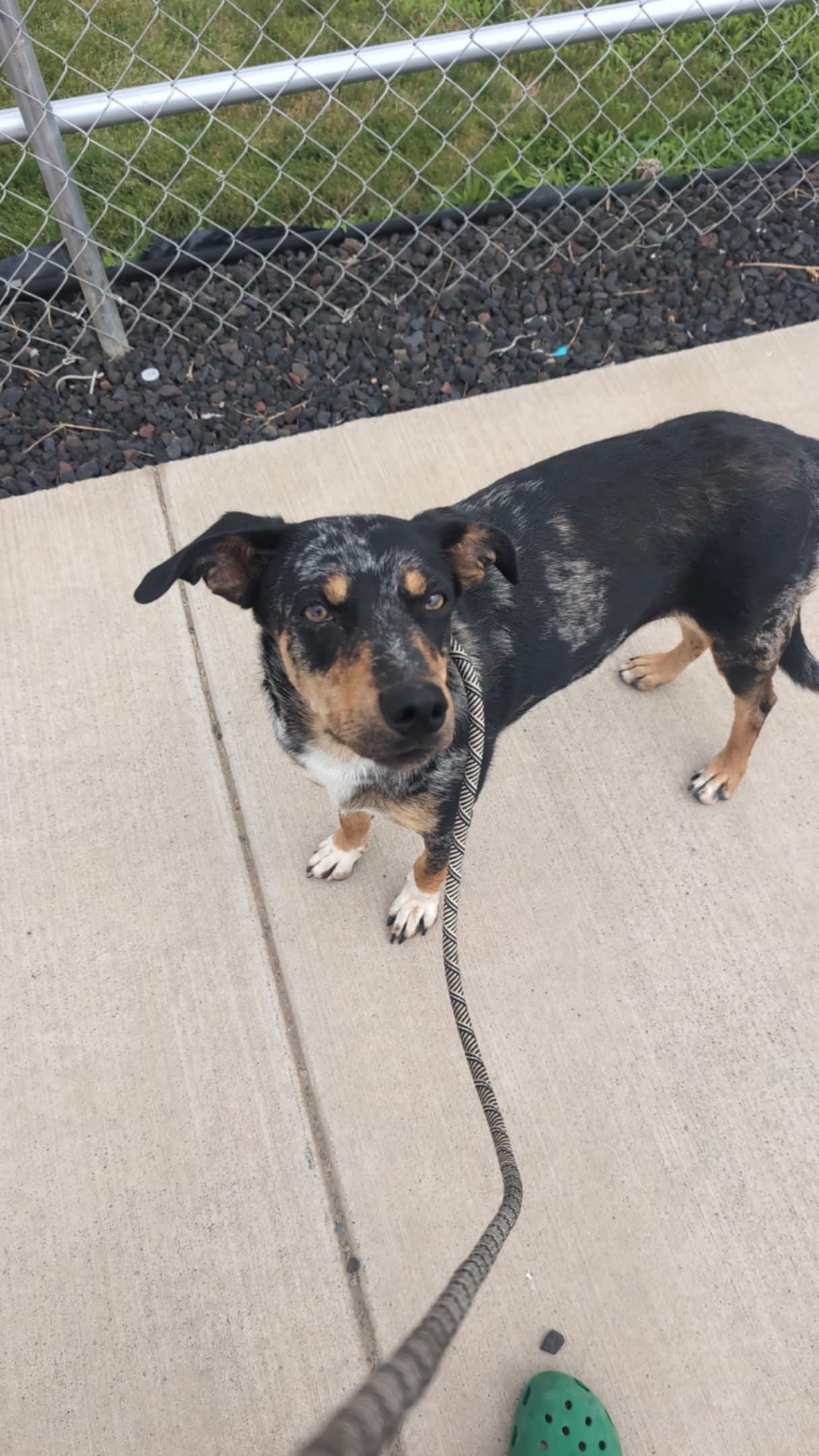 Callie, a Adoptable mixed breed in Selah, WA image 3/3