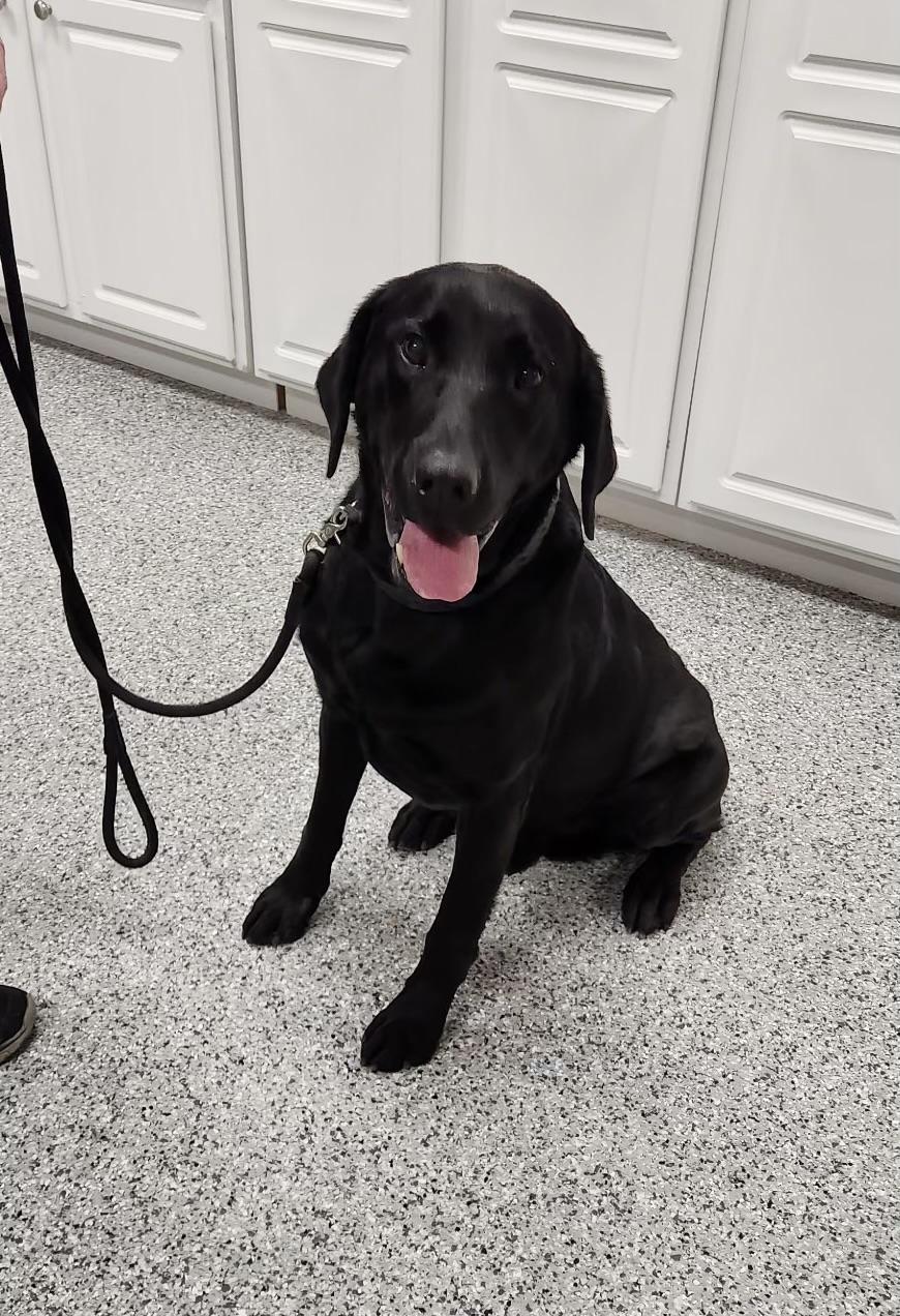 Bo, Adoptable, Adult Male Black Labrador Retriever.