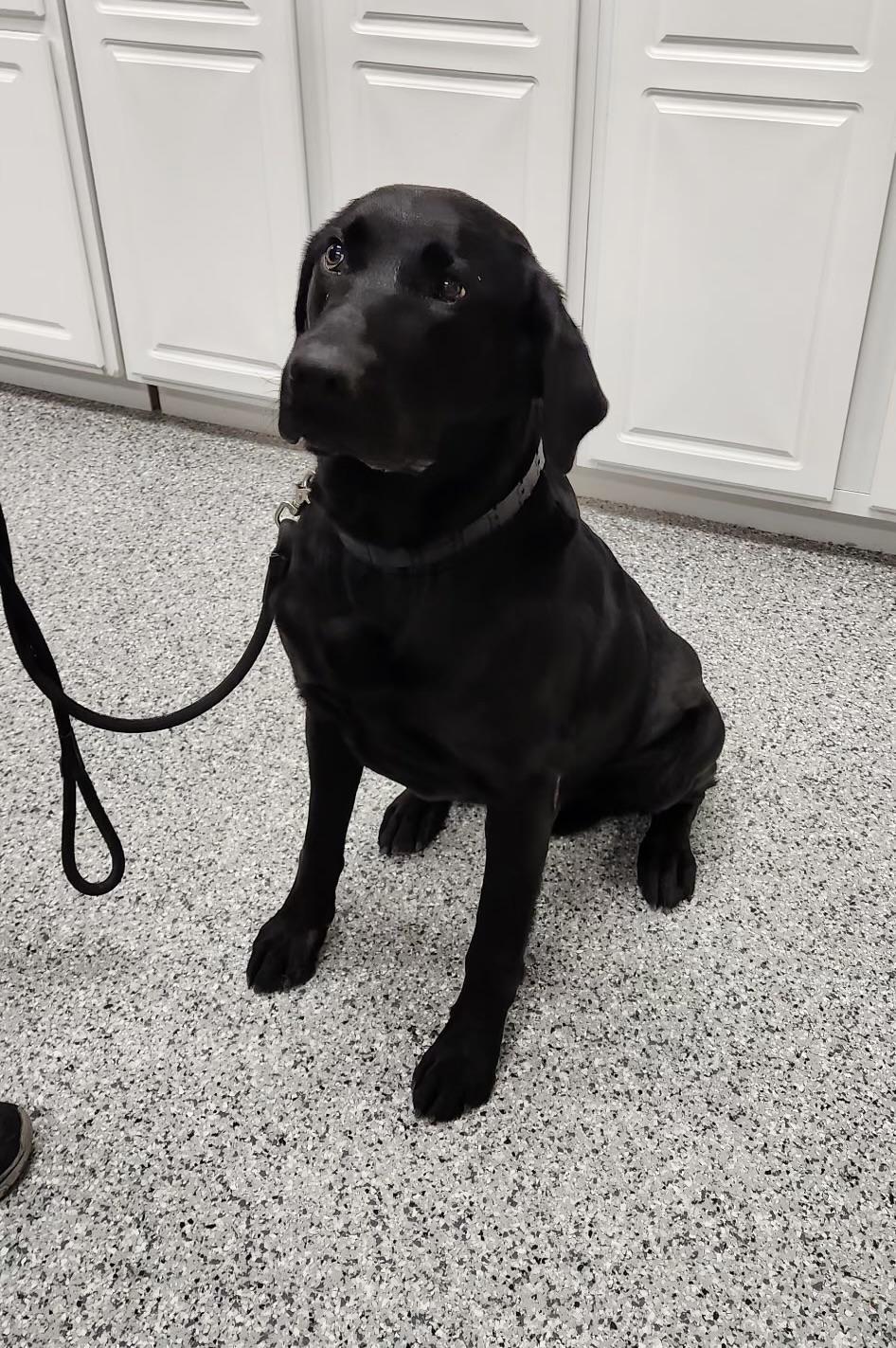 Bo, an adoptable Black Labrador Retriever in Torrington, WY, 82240 | Photo Image 3