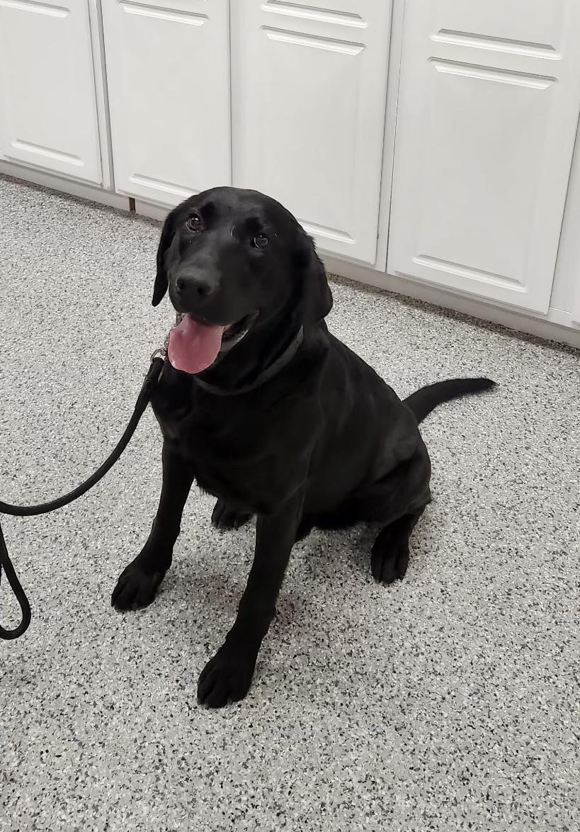 Bo, an adoptable Black Labrador Retriever in Torrington, WY, 82240 | Photo Image 2