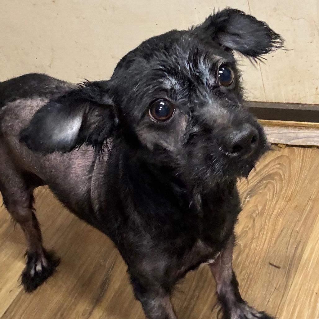 Onyx, Adoptable, Adult Male Poodle.