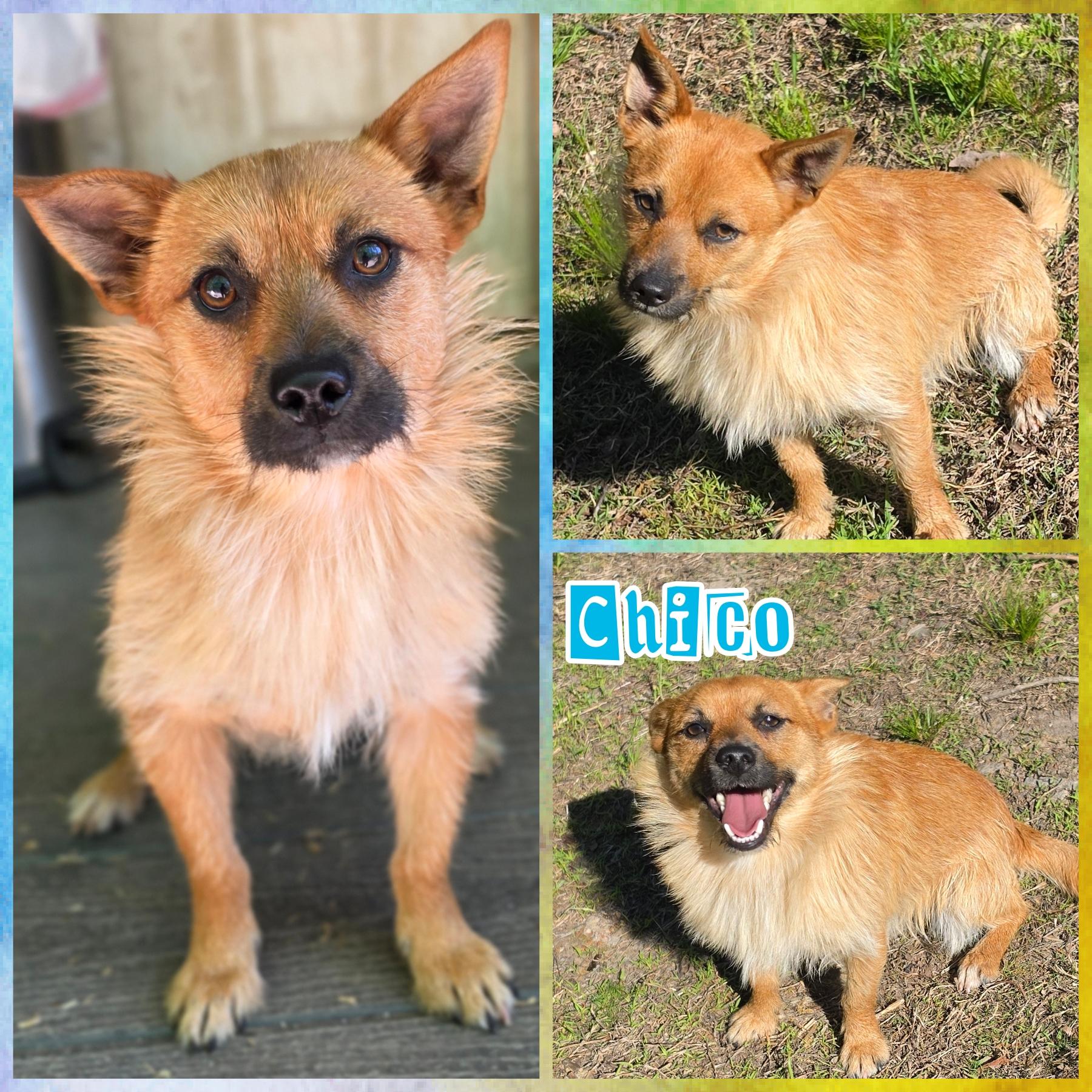 Chico, adopted, Young Male Chihuahua & Cairn Terrier.