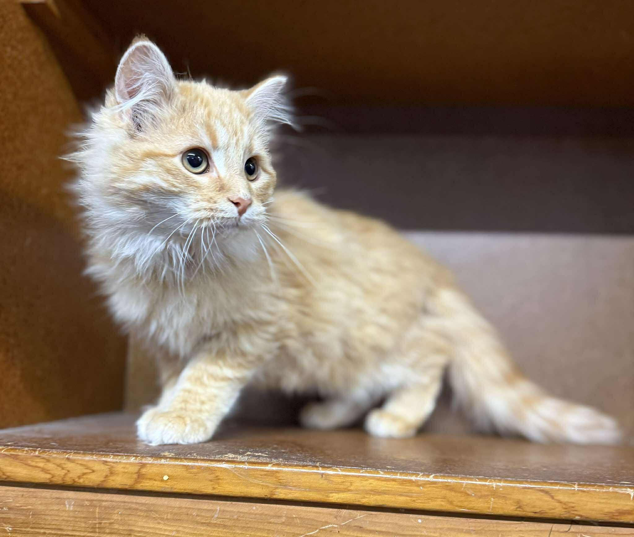 Enlarge Picasso, an adopted Tabby in Marion, IN image 1/4