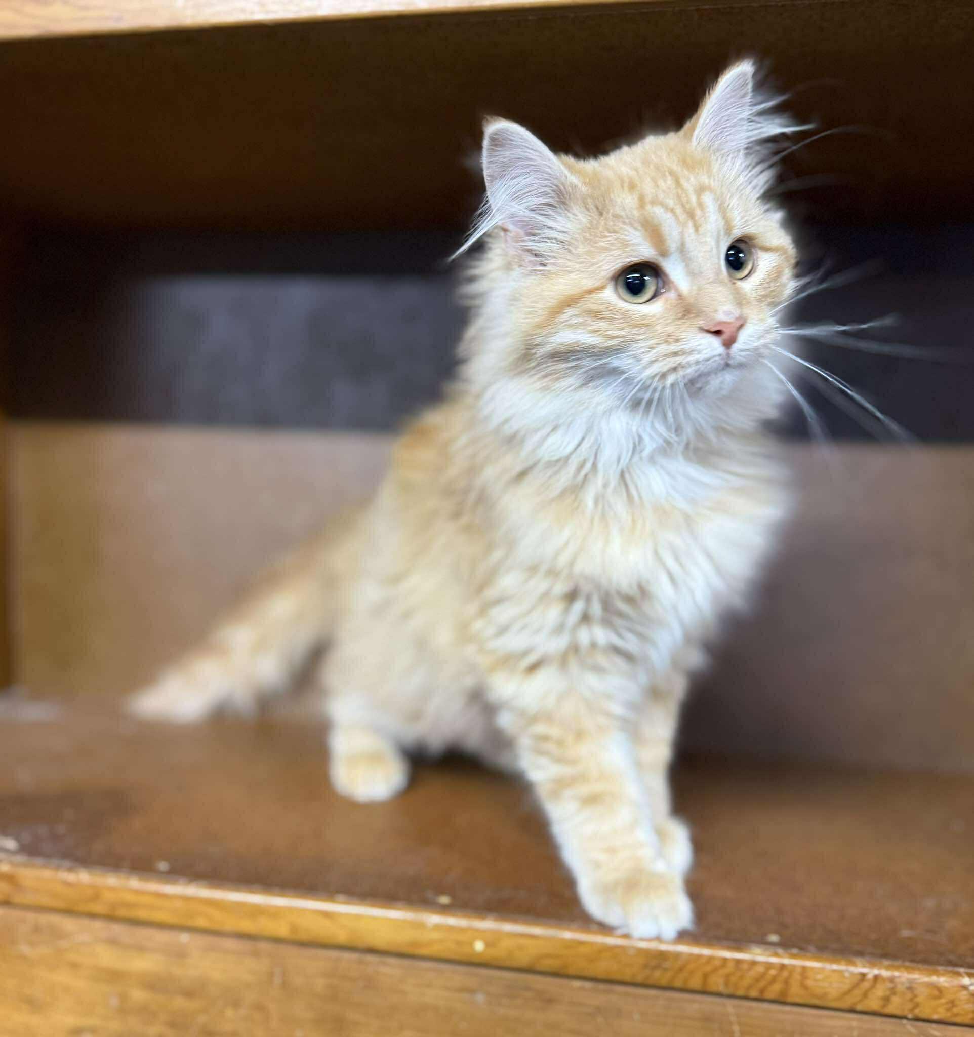 Picasso — thumbnail 2