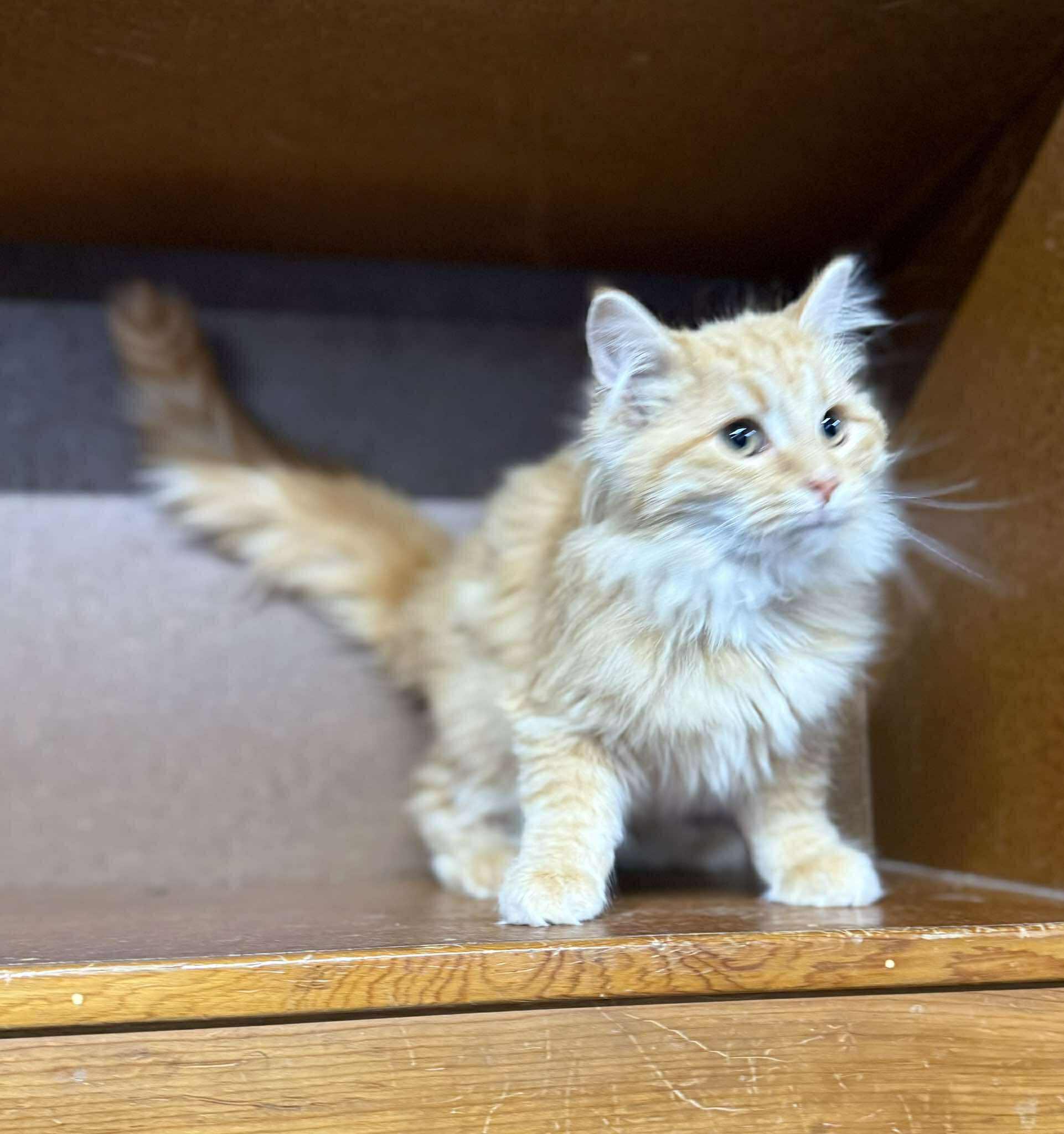 Picasso — thumbnail 3