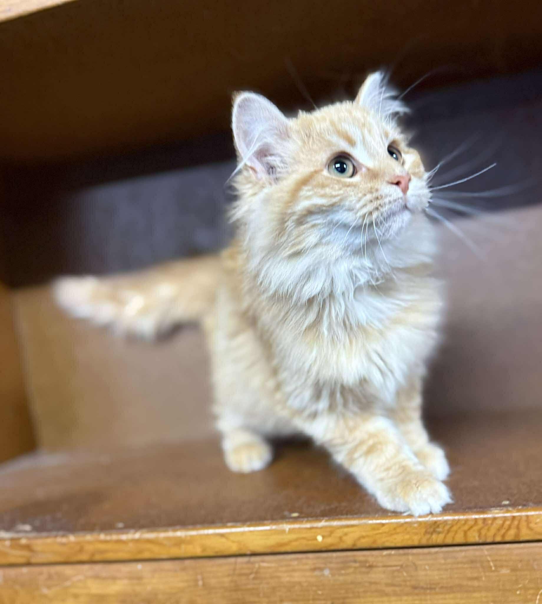 Enlarge Picasso, an adopted Tabby in Marion, IN image 3/4