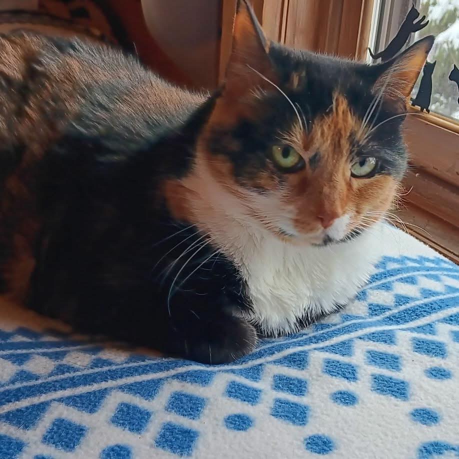 Chyna, Adoptable, Senior Female Domestic Short Hair.