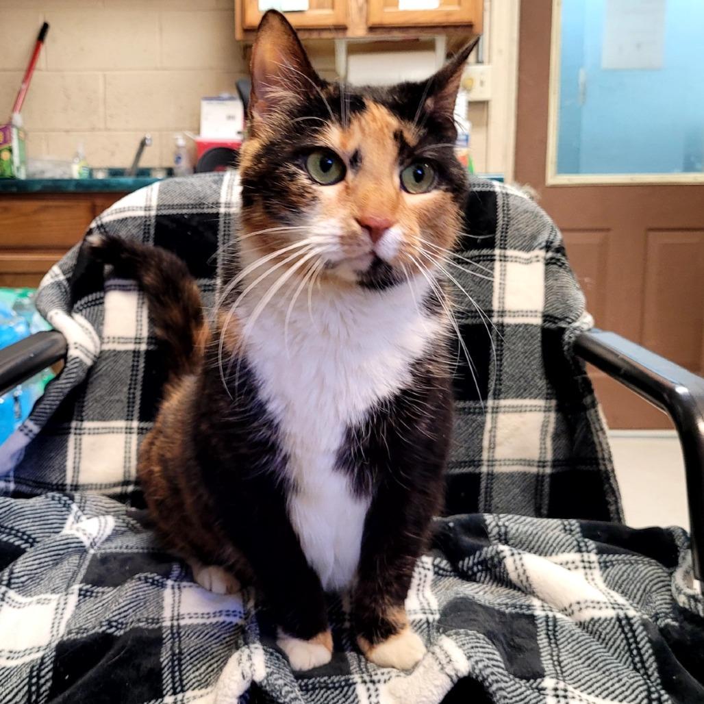 Enlarge Chyna, a Adoptable Domestic Short Hair in Kittanning, PA image 1/2