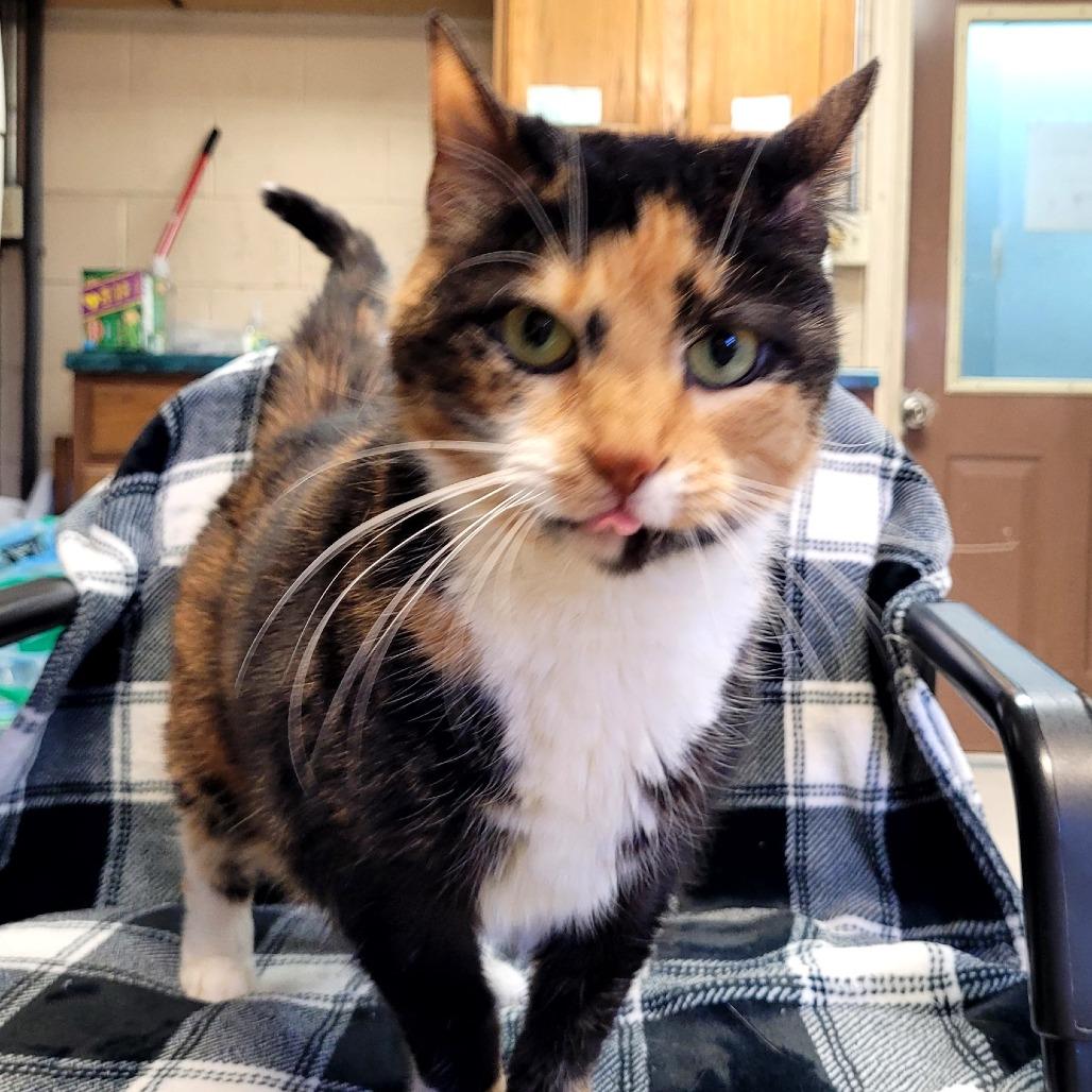 Enlarge Chyna, a Adoptable Domestic Short Hair in Kittanning, PA image 2/2