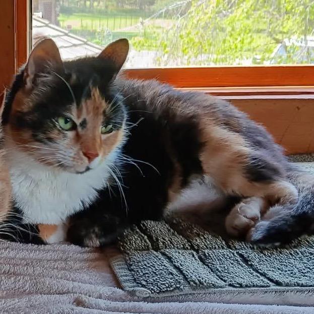 Enlarge Chyna, a Adoptable Domestic Short Hair in Kittanning, PA image 4/4