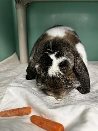 Ernie photo
