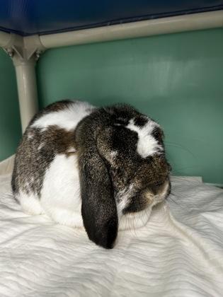 Enlarge Ernie, a Adoptable mixed breed in Madison, NJ image 2/3