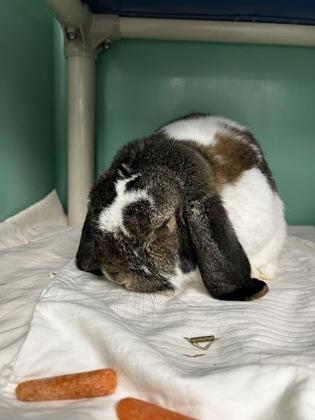 Enlarge Ernie, a Adoptable mixed breed in Madison, NJ image 3/3