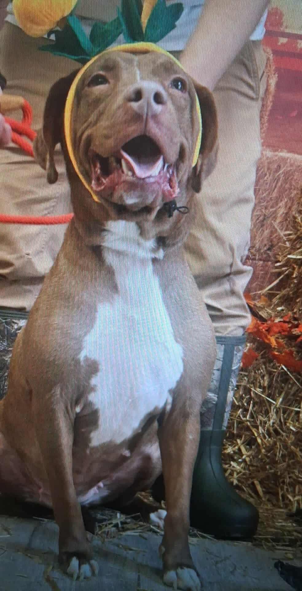 Autumn, ADOPTABLE, Young Female Great Dane & Labrador Retriever.