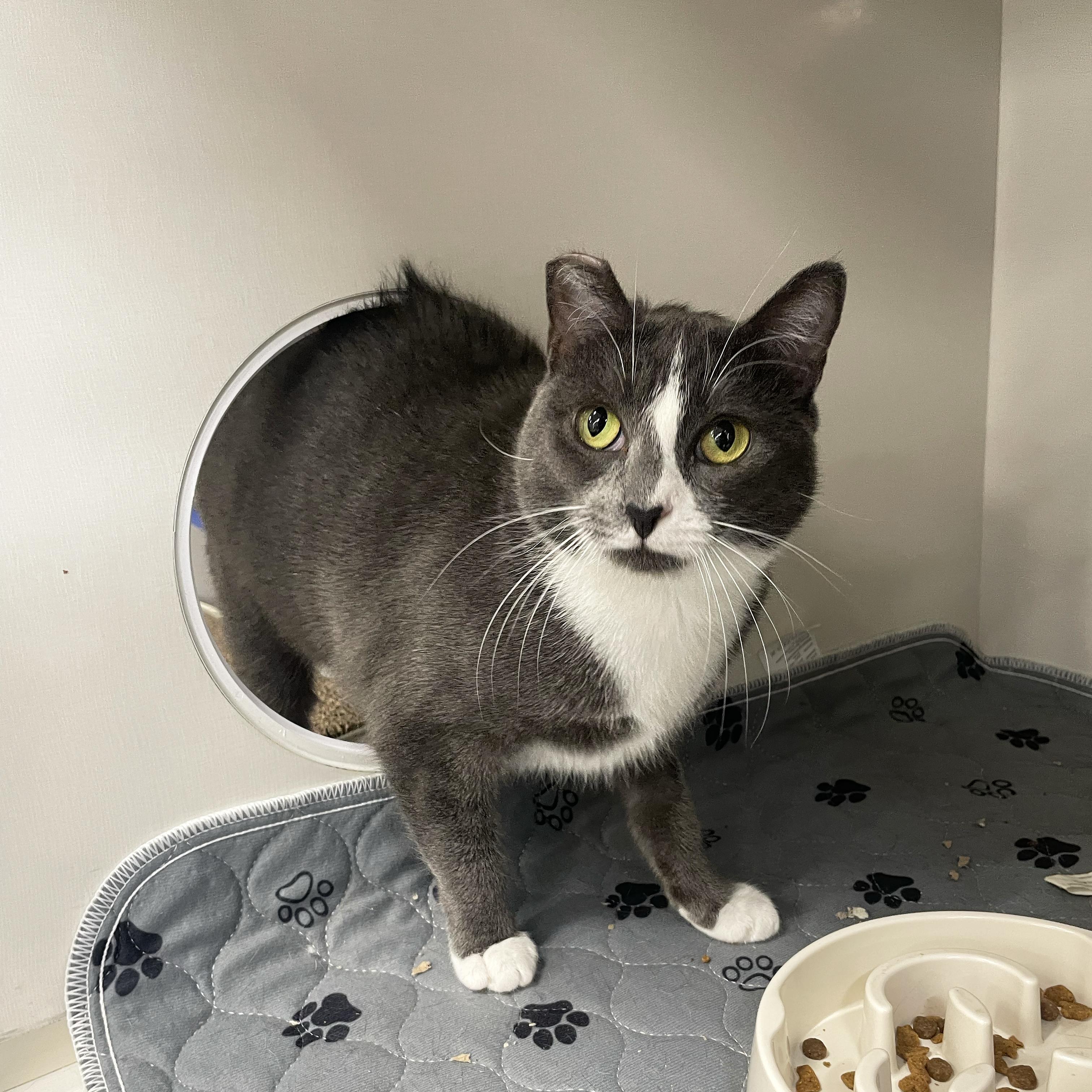 Olivia, a Adoptable Domestic Short Hair in Walnut Creek, CA image 2/5