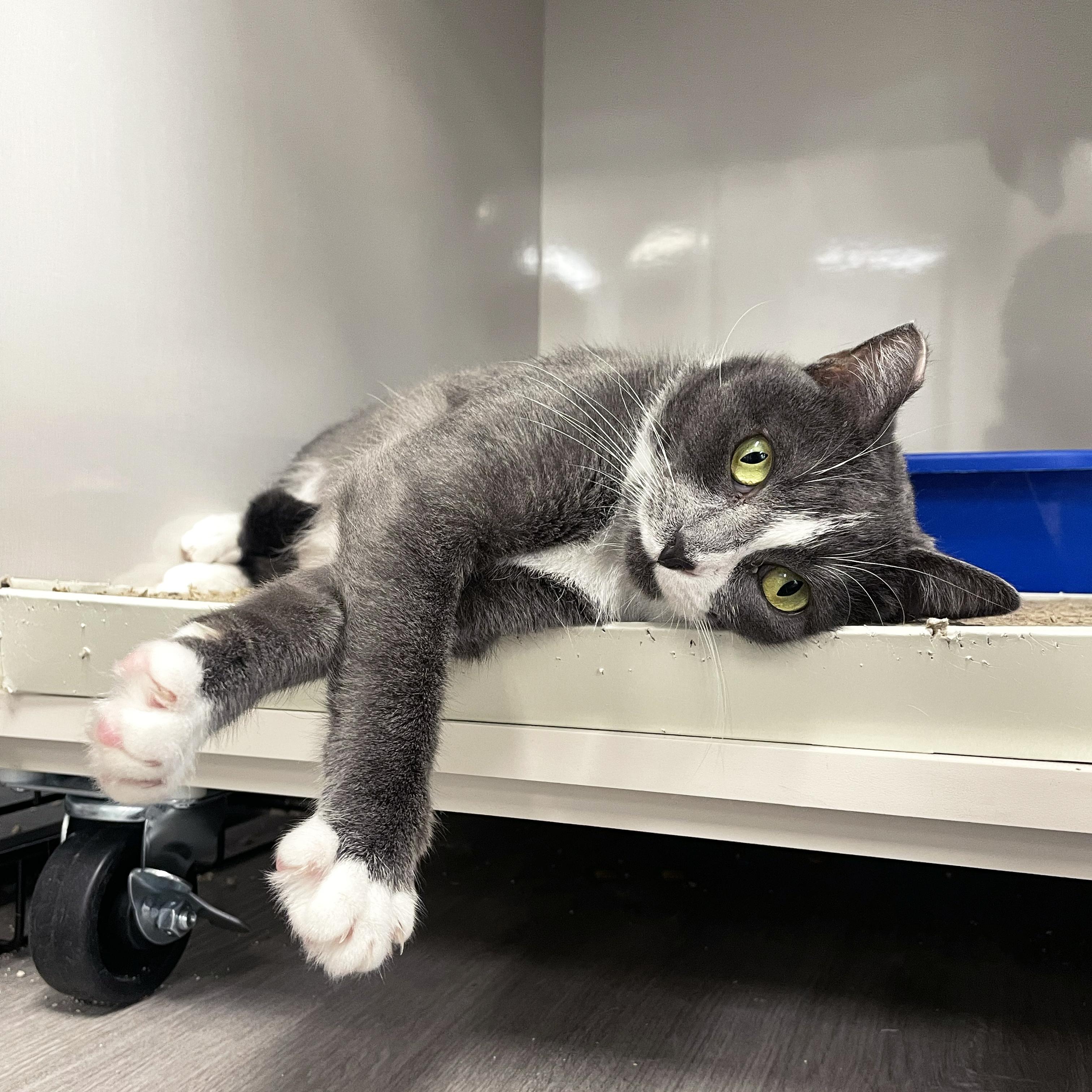 Olivia, a Adoptable Domestic Short Hair in Walnut Creek, CA image 4/5